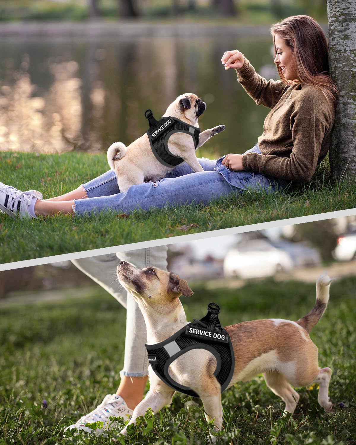 FAYOGOO size chart guide helps find the perfect fit for small dogs