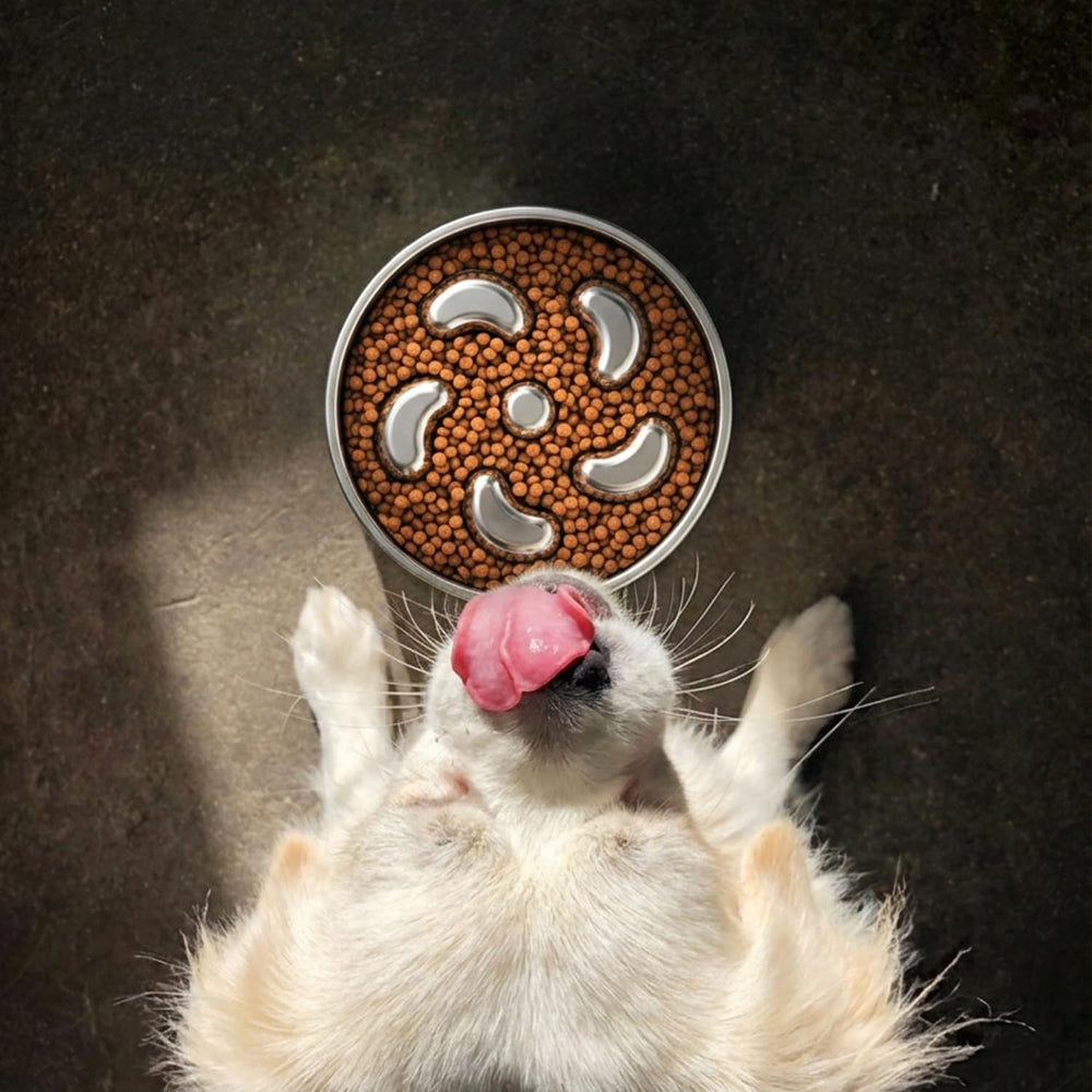 Feedoo slow-eating action bowl helps pace mealtimes for dogs.
