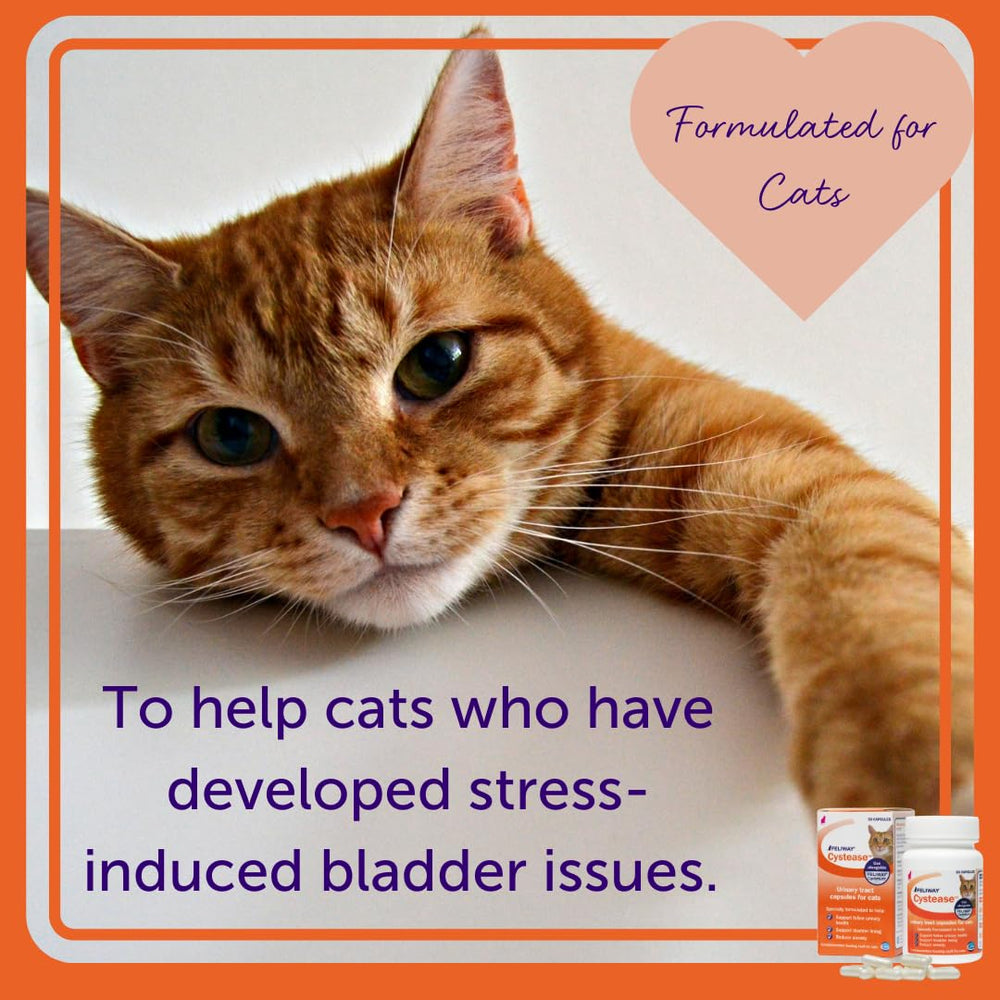 Cystease ingredients label highlighting bladder-support components
