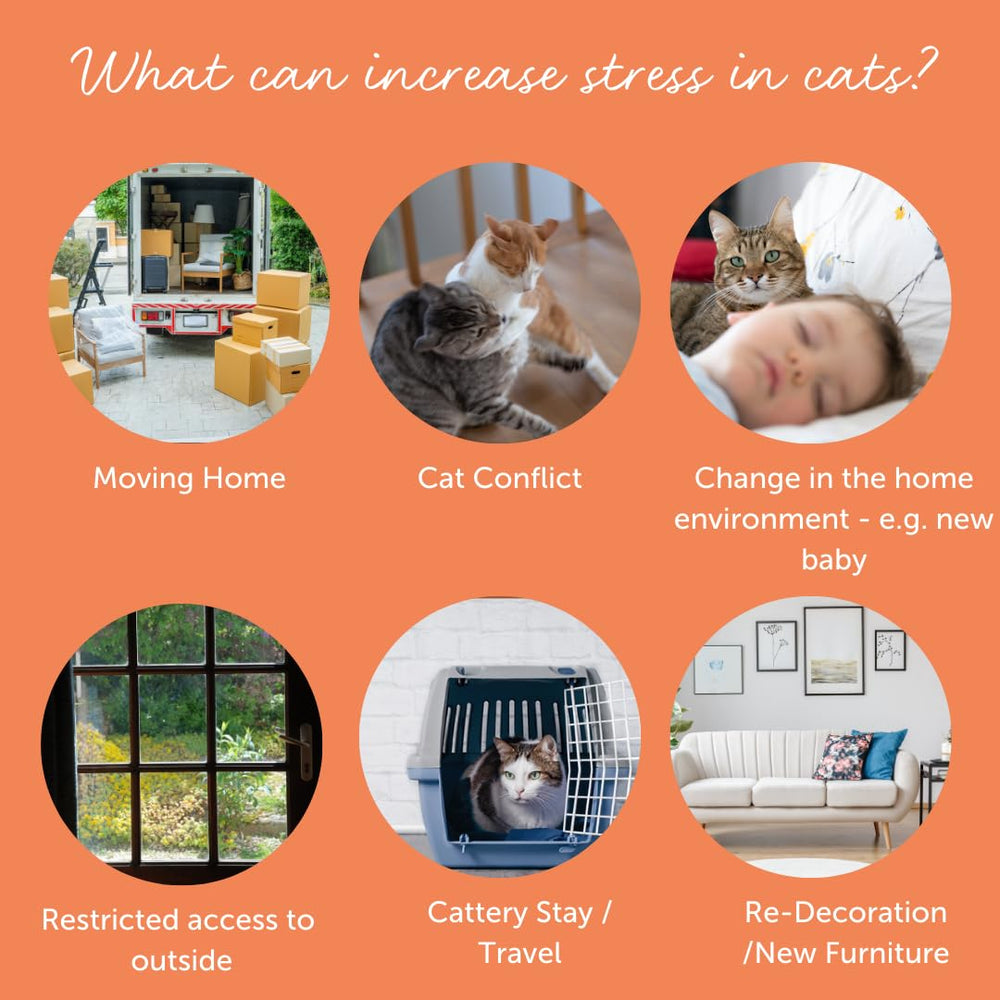 Compact Feliway Cystease travel pack for on-the-go use
