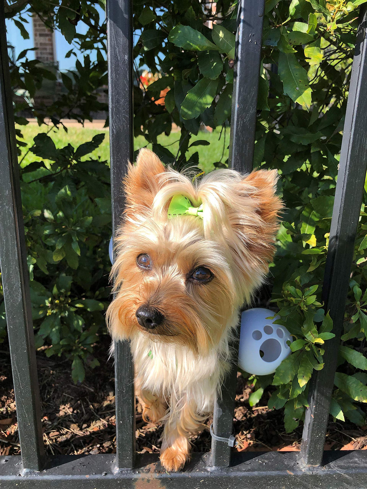 Fencemate small dog harness on a dog ensures a secure fit and safety.
