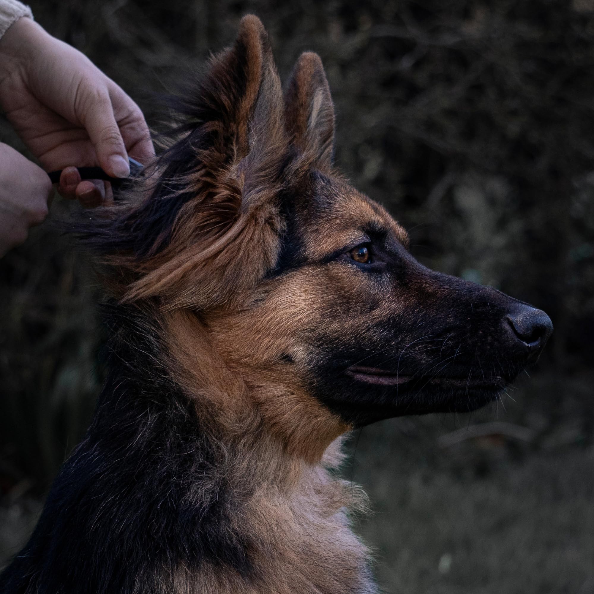 Fenrir trusted by trainers for recall training and reliability.