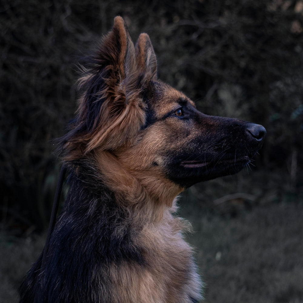 Fenrir comfortable grip for handler and dog during sessions.