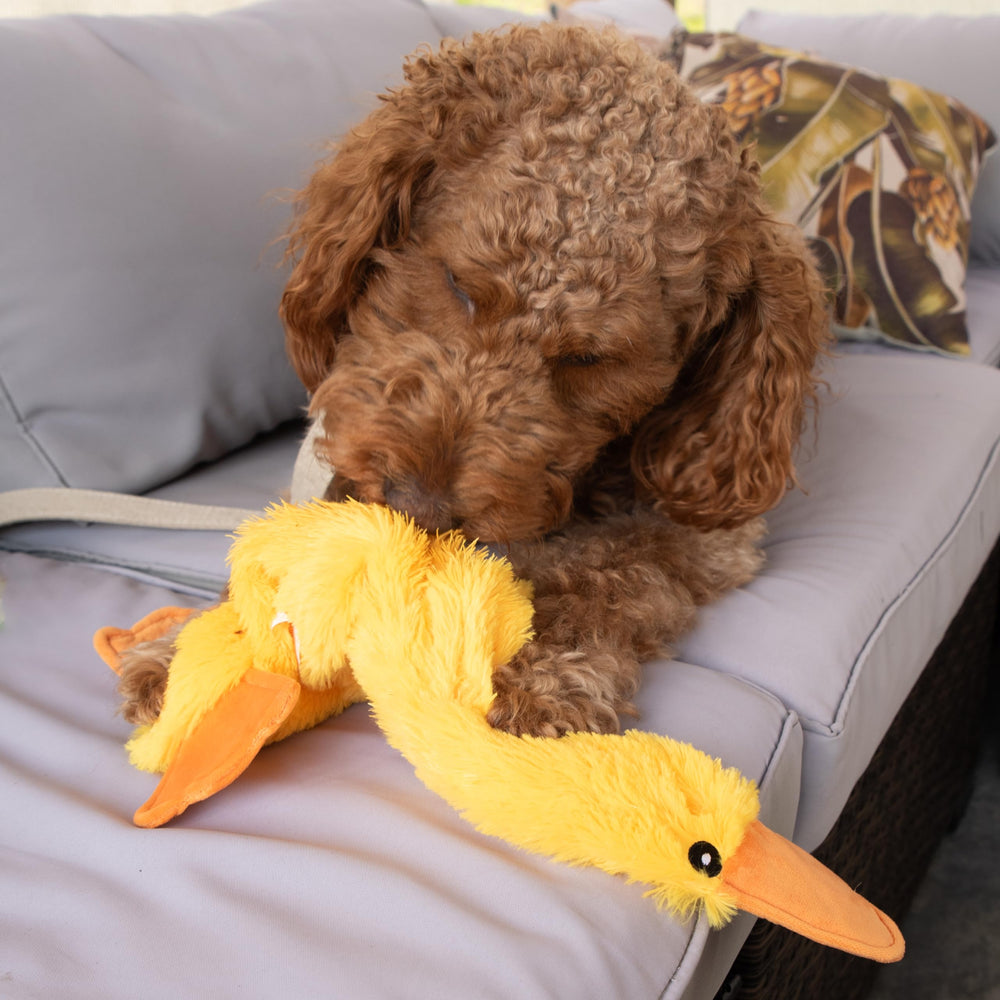 FGA MARKETPLACE Duck Flat No-Squeak Toy suitable for indoors and outdoors