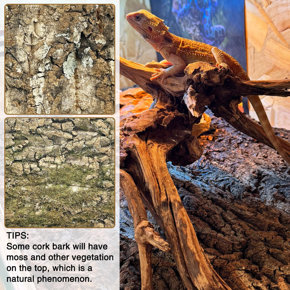Fhiny terrarium climbing surface cork backdrop supports safe reptile exploration.