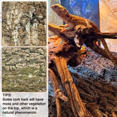Fhiny terrarium climbing surface cork backdrop supports safe reptile exploration.