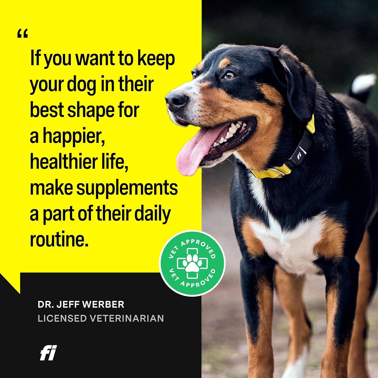 Active dog enjoying mobility with Fi 8-in-1 daily.