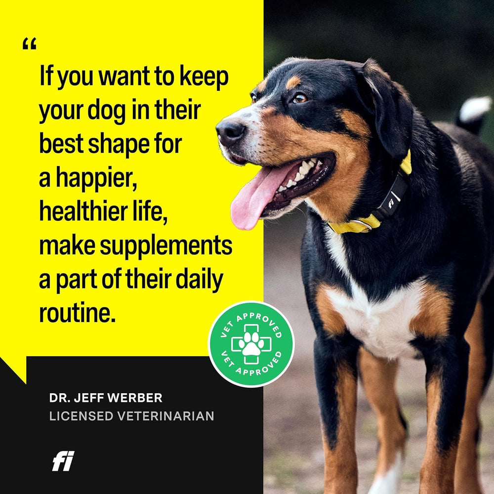 Active dog enjoying mobility with Fi 8-in-1 daily.