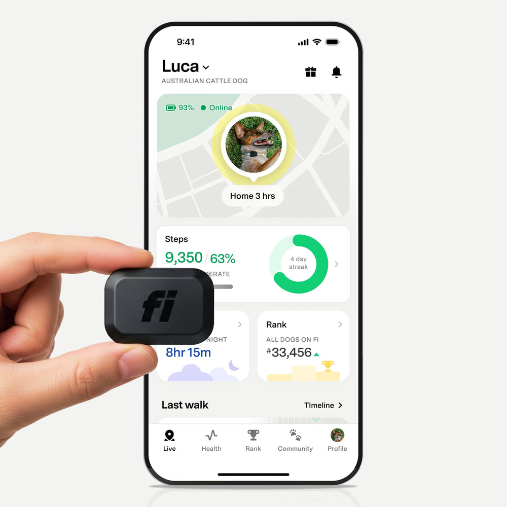 Fi Mini real-time GPS tracker for dogs, stay connected during every adventure.