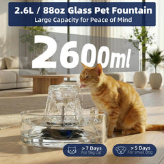 Ficuswin glass cat fountain water-level view helps quick refills.