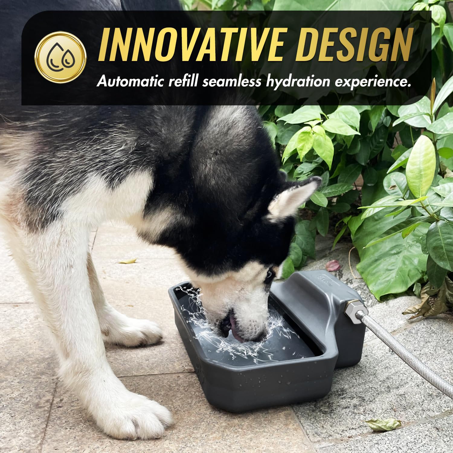 Outdoor pet hydration solution by Ficuswin for active pets