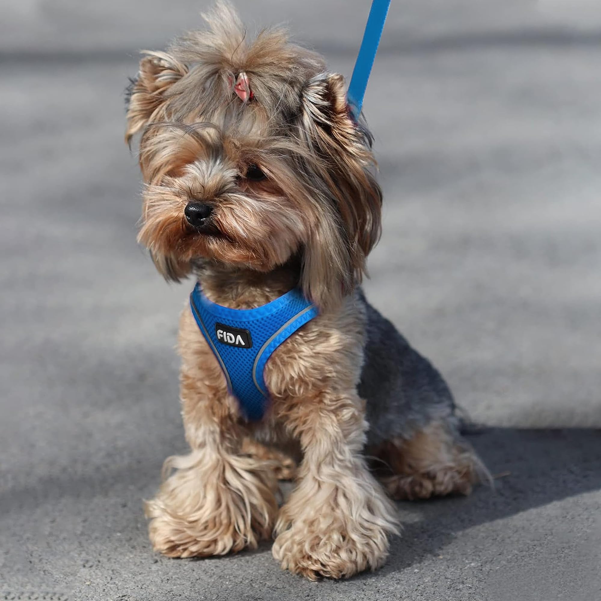 Fida XXXS blue harness fits small pets with adjustable straps.