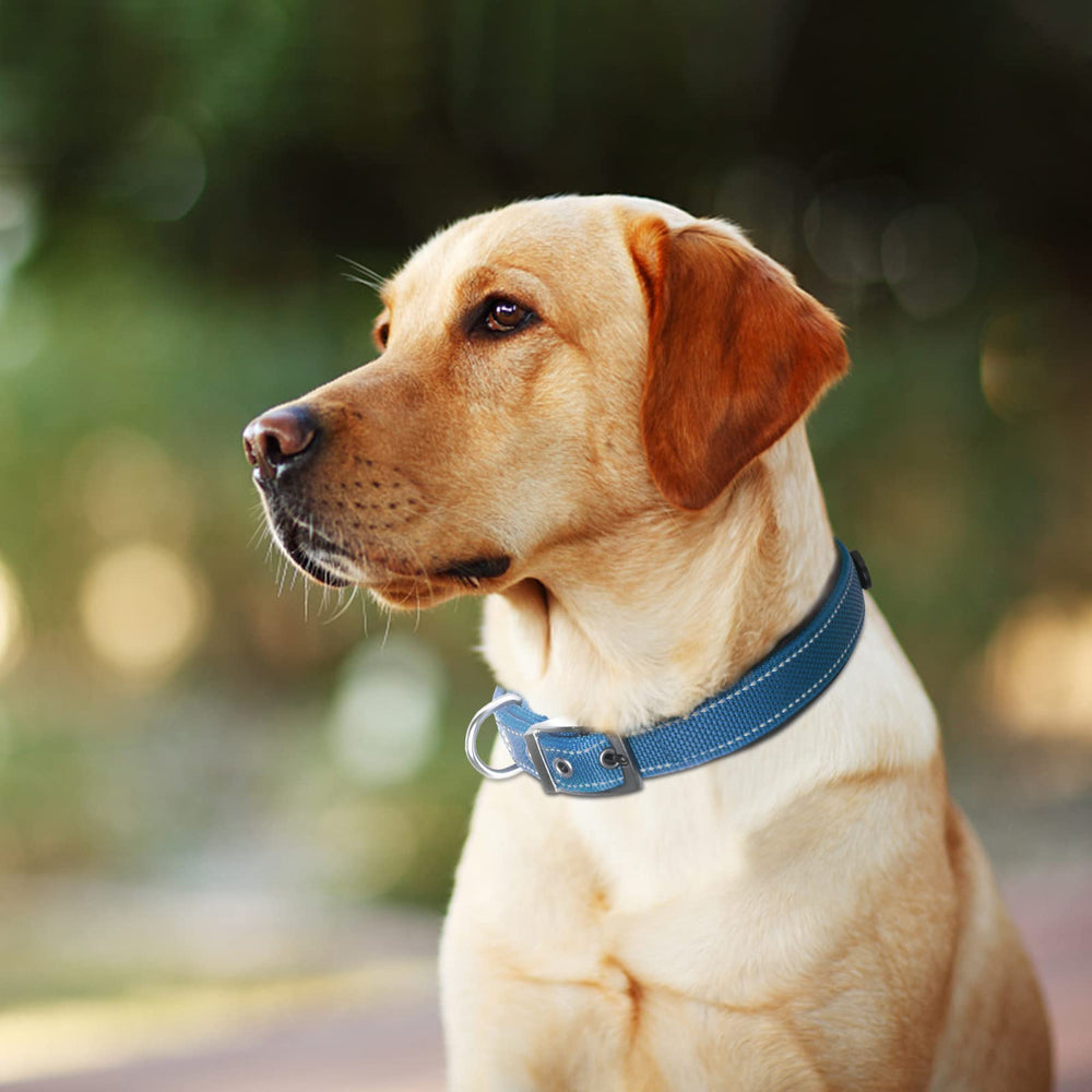 Fida heavy-duty dog collar designed for daily wear and active exploration.