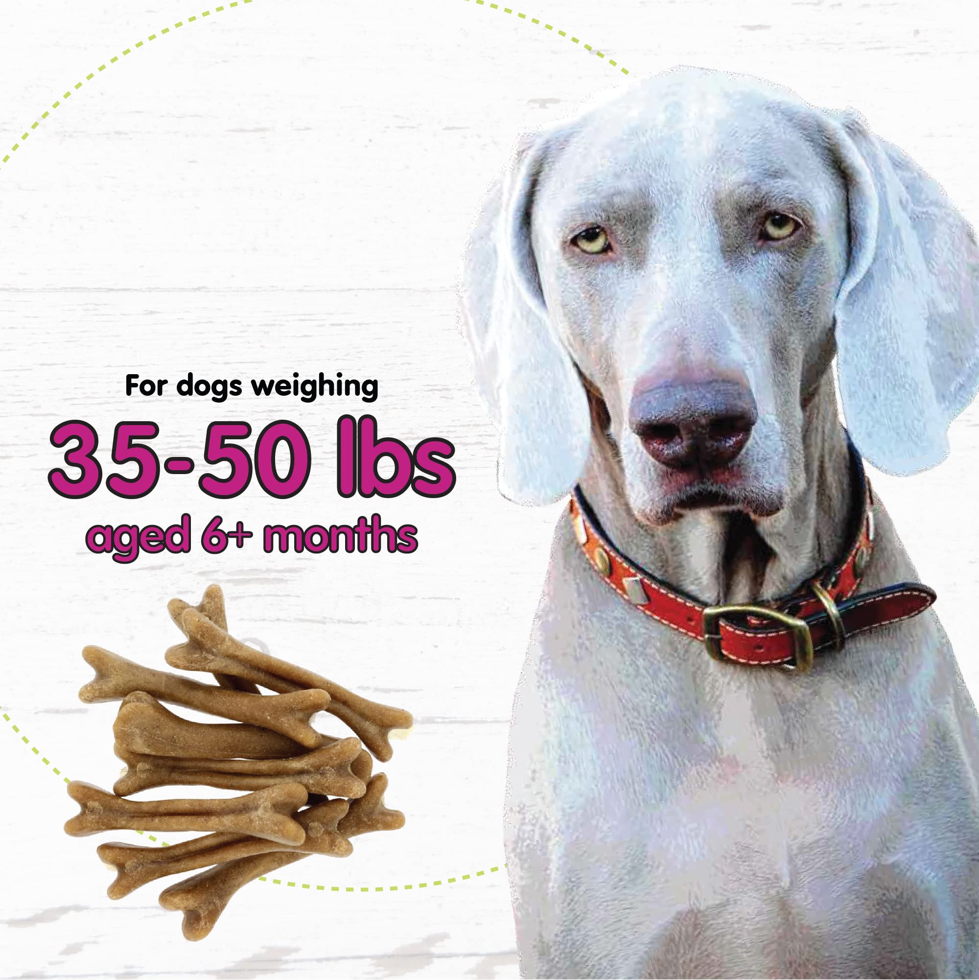 A dog enjoys Fido Belly Bones during chew time, illustrating tasty dental care.