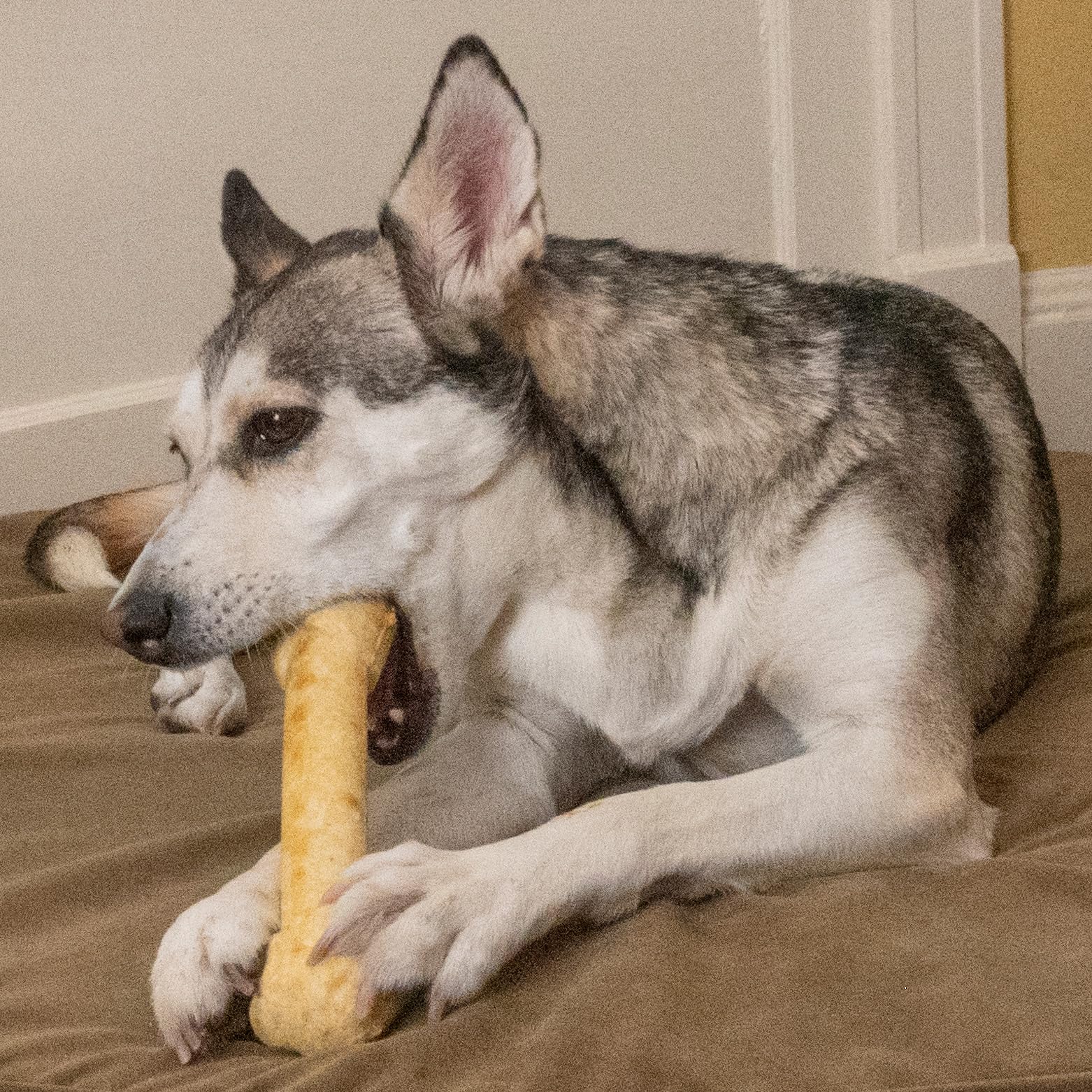 Fieldcrest Farms chicken-flavor chew; appetizing aroma fuels rewarding chewing sessions.