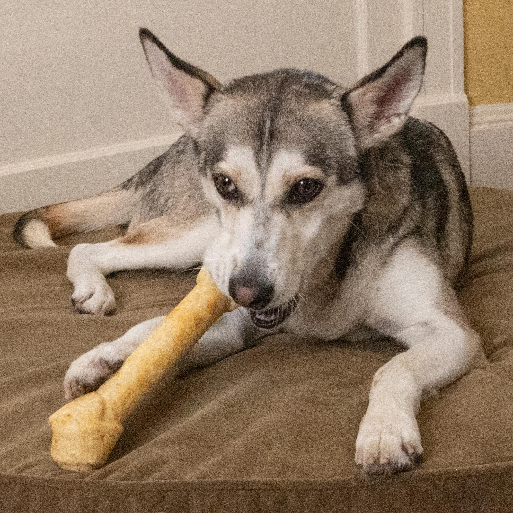 Fieldcrest Farms collagen-based chew; savory chicken flavor for daily treats.