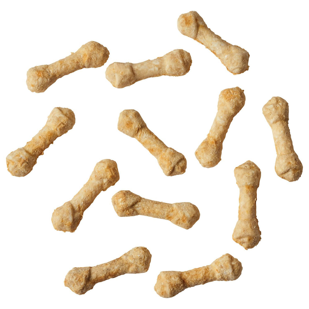 Dog enjoying Fieldcrest Farms Ultra Knotted Bone chicken chew for focused chewing.