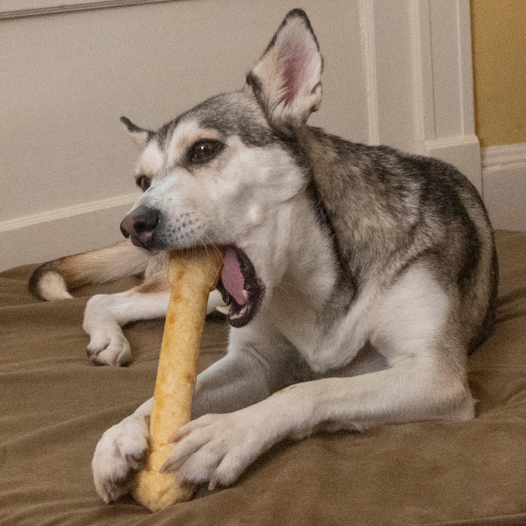 Fieldcrest Farms knotted bone chew; ergonomic shape supports easy grip and longer play.