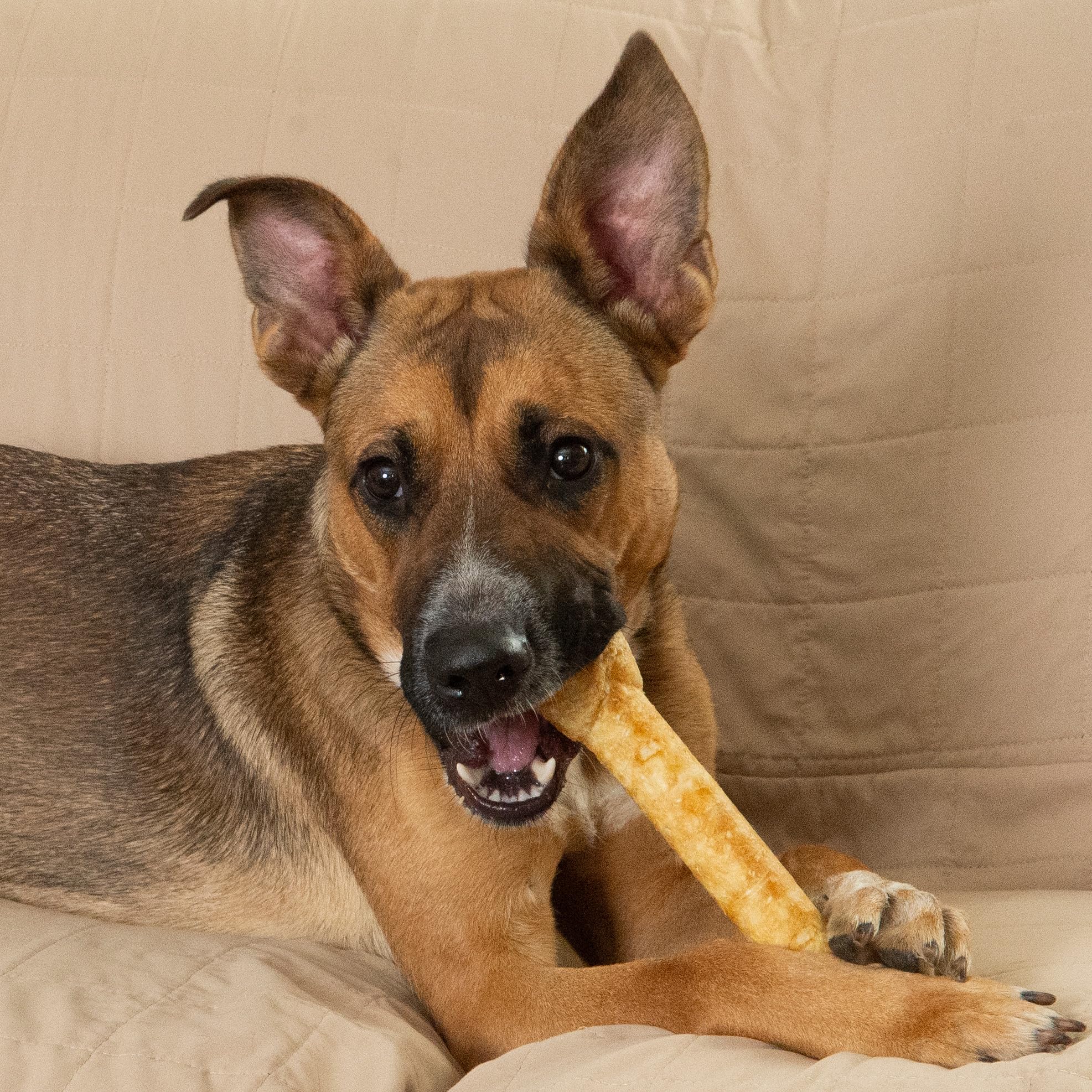 Fieldcrest Farms Nothin’ to Hide 9-inch bone—ideal for daily chew routines.