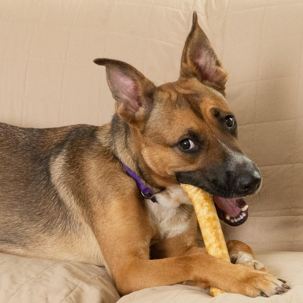 Fieldcrest Farms Nothin’ to Hide for aggressive chewers—holds up to 35 lbs of power.