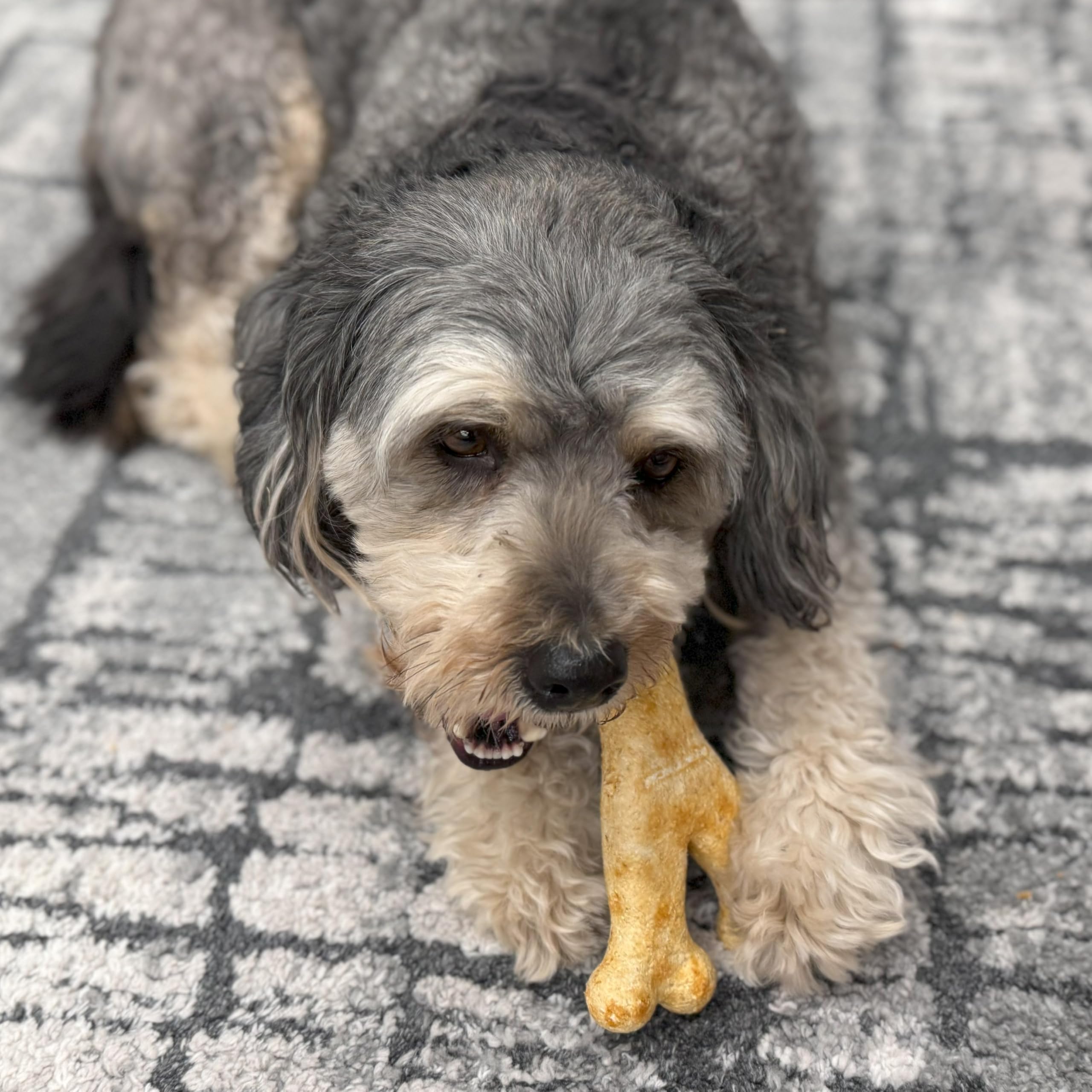 Fieldcrest Farms Nothin' to Hide chicken flavor aroma entices dogs during chew time.