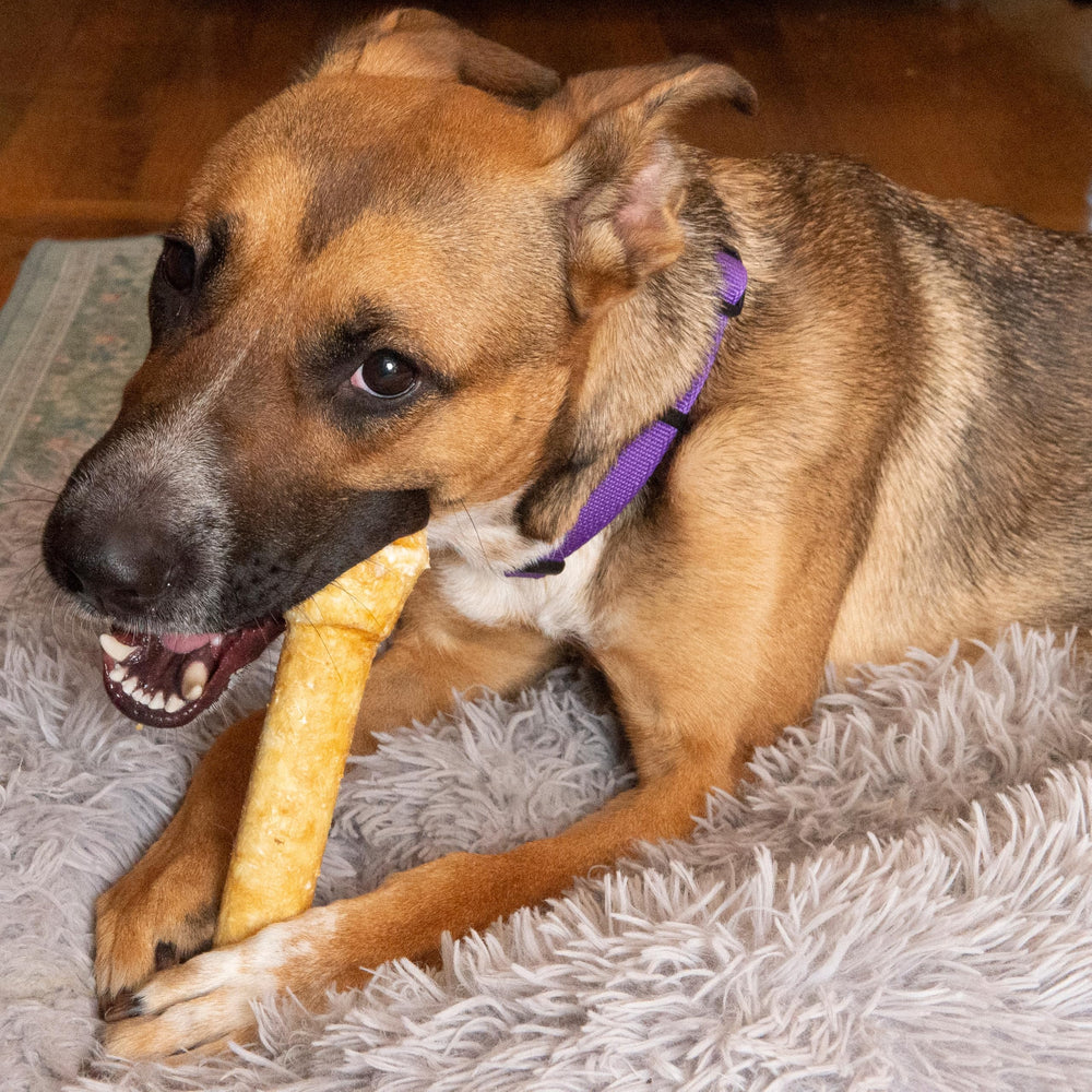 Fieldcrest Farms Nothin’ to Hide dental-support chew—promotes gum health during play.