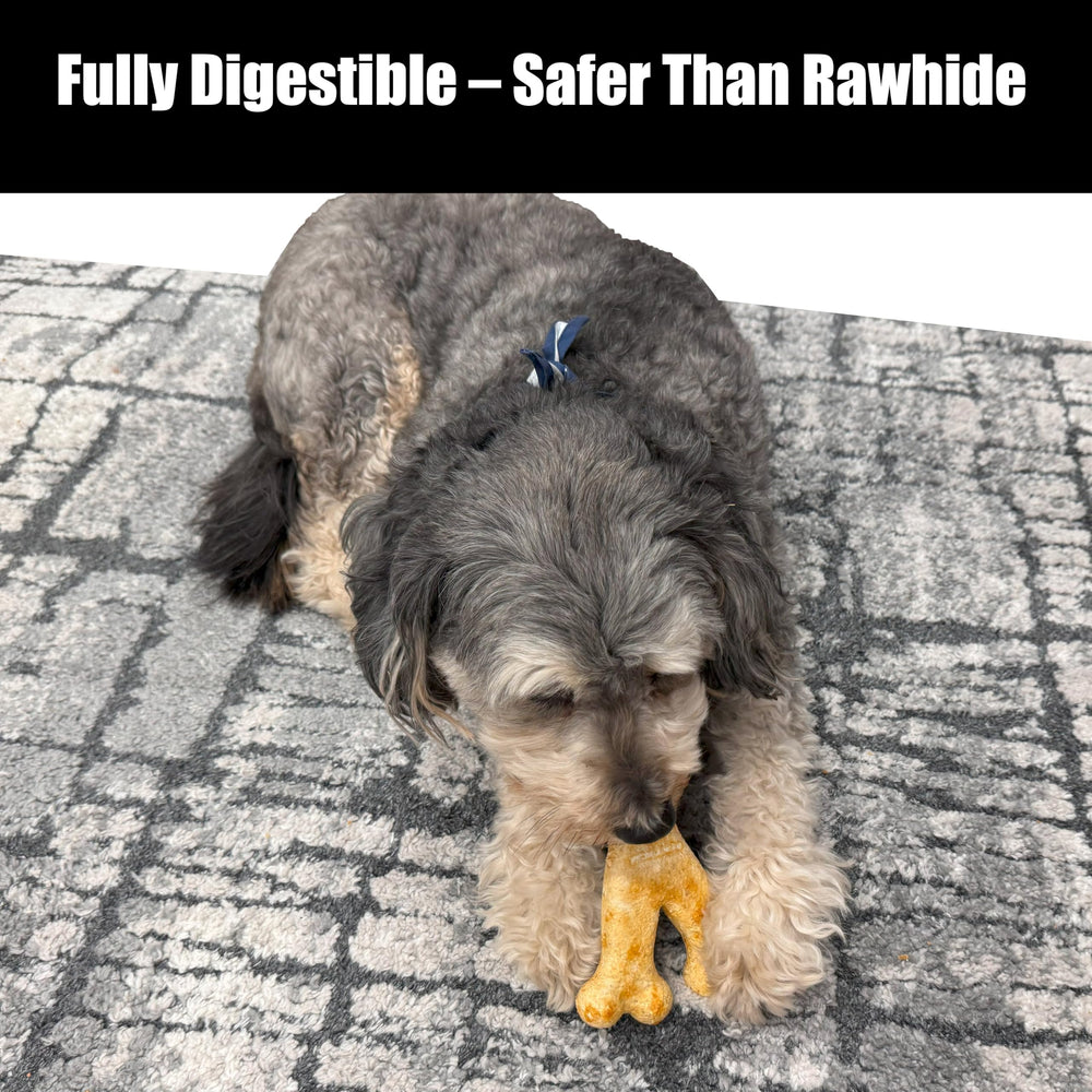 Fieldcrest Farms Nothin' to Hide dog chewing dense chew for extended sessions.