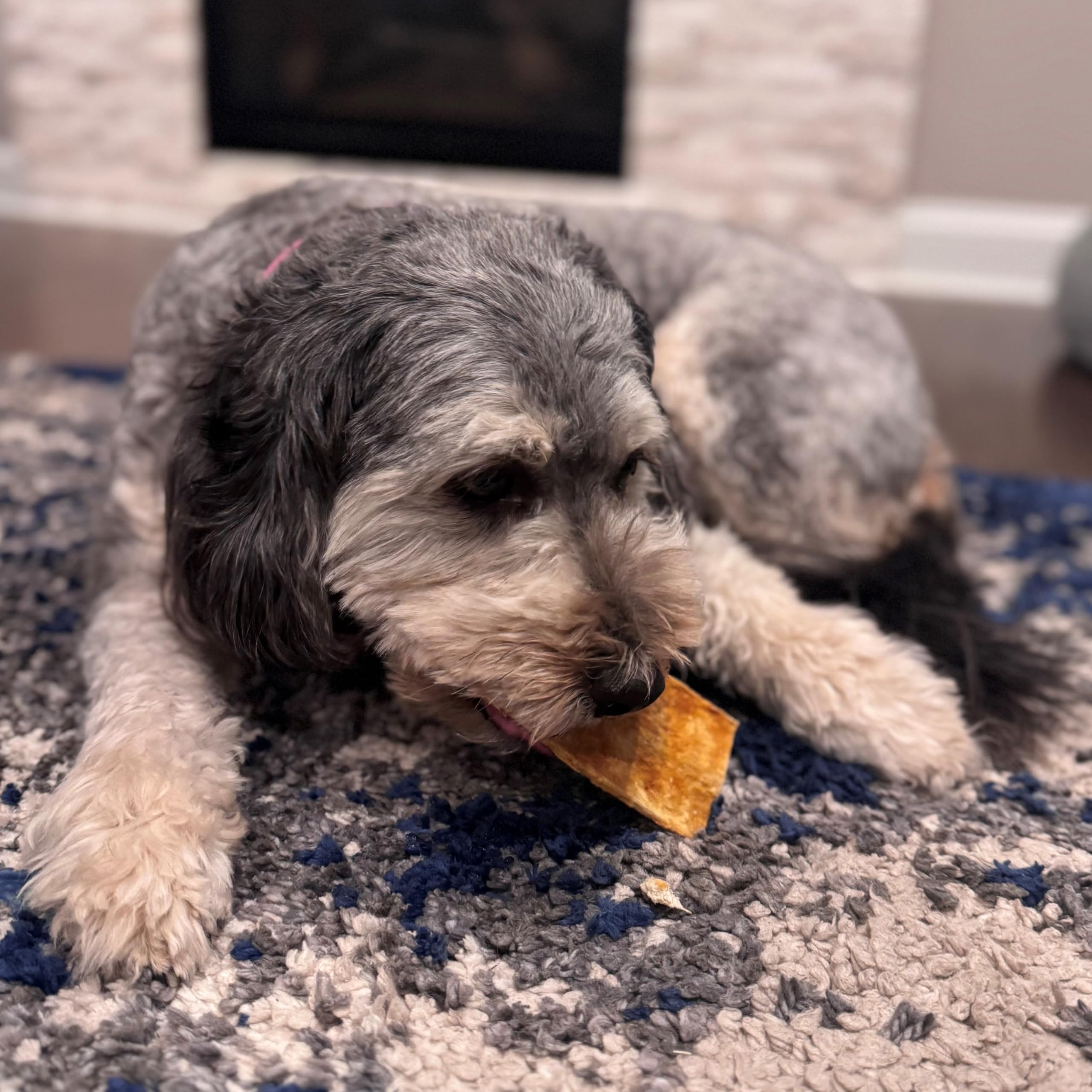 Close-up of chicken-flavor chip texture with no artificial rawhide.