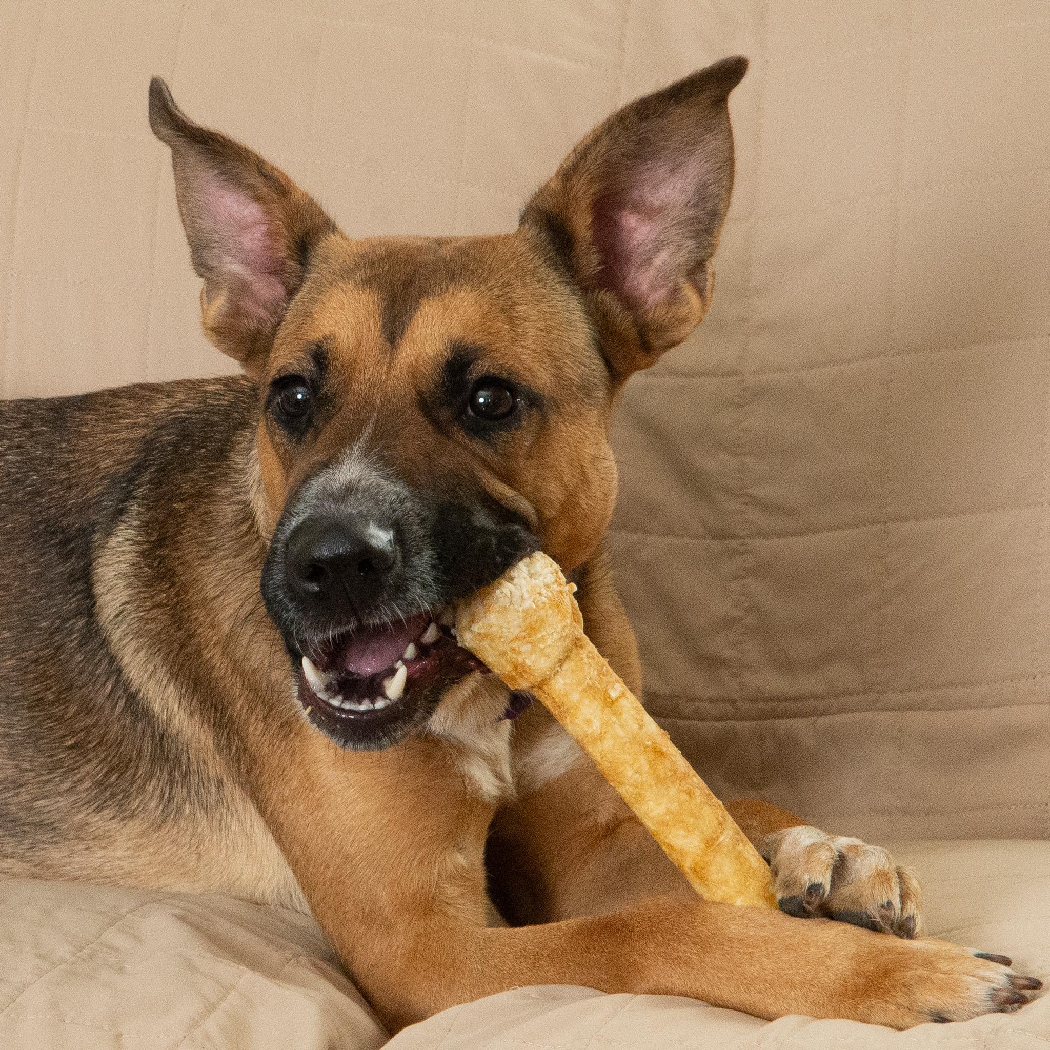 Fieldcrest Farms Nothin’ to Hide natural beef aroma—satisfying chew session for dogs.