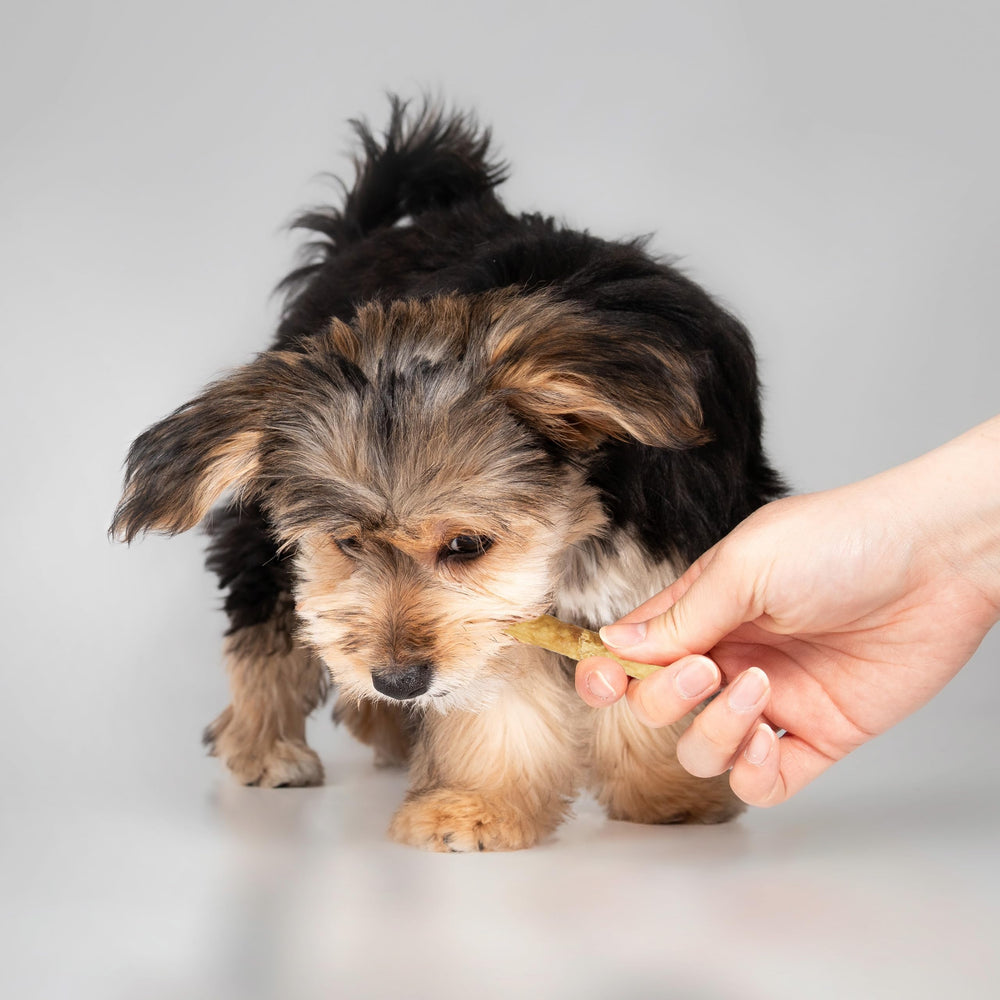 Beef flavor on Twist Stix promotes palatable coat-friendly treat.