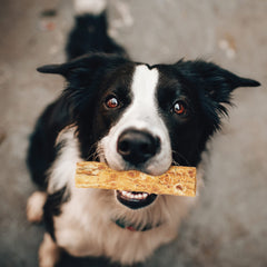 Fieldcrest Farms Nothing to Hide rolls peanut butter flavor for tasty dental-friendly chew