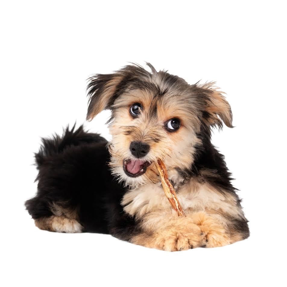 Fieldcrest Farms Nothing to Hide Twist Stix digestible chews, easier on stomachs