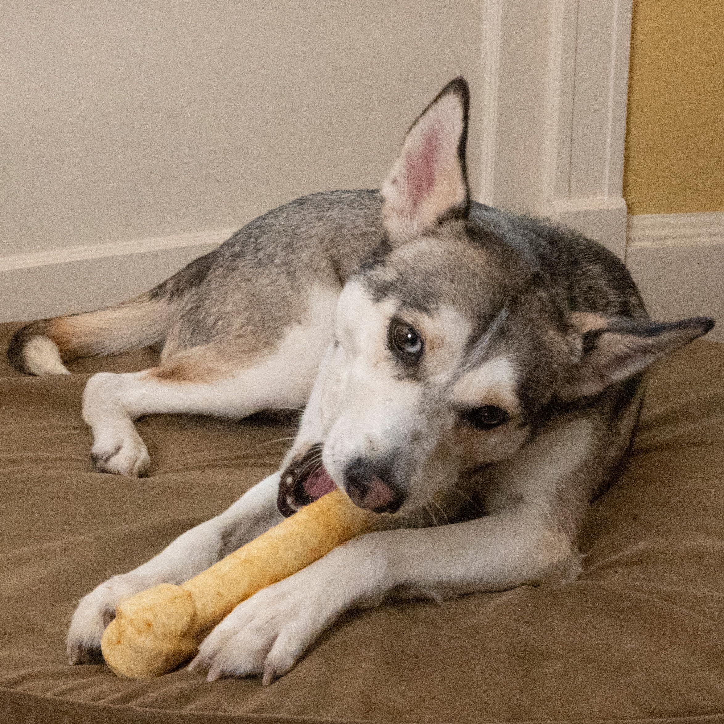 Fieldcrest Farms Nothin' to Hide; sturdy knotted shape for dogs to grip easily.