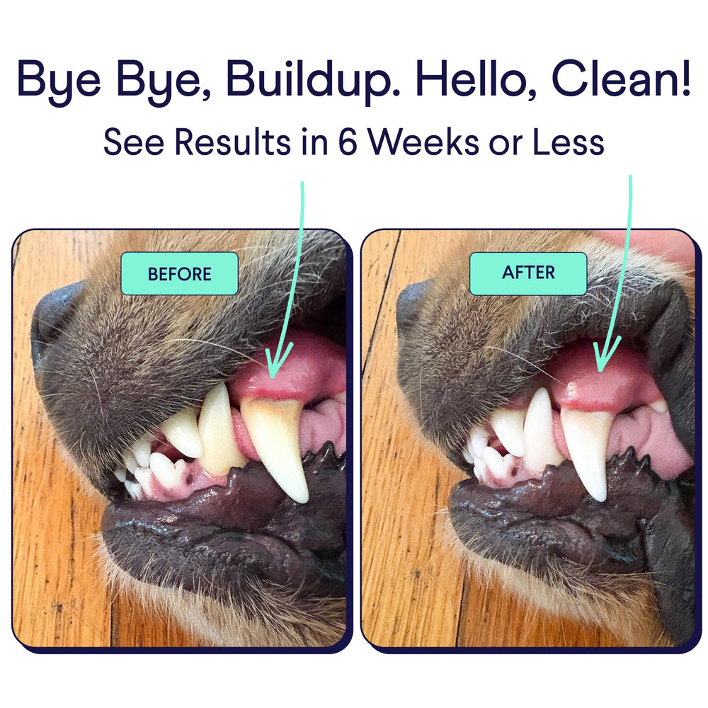 Finn Dental Powder for Dogs dispenser shot, easy dosing to reduce plaque and tartar buildup.