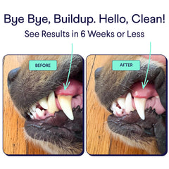 Finn Dental Powder for Dogs dispenser shot, easy dosing to reduce plaque and tartar buildup.