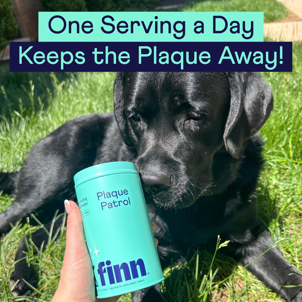 Finn Dental Powder for Dogs packaging shot, clear labeling and easy storage.