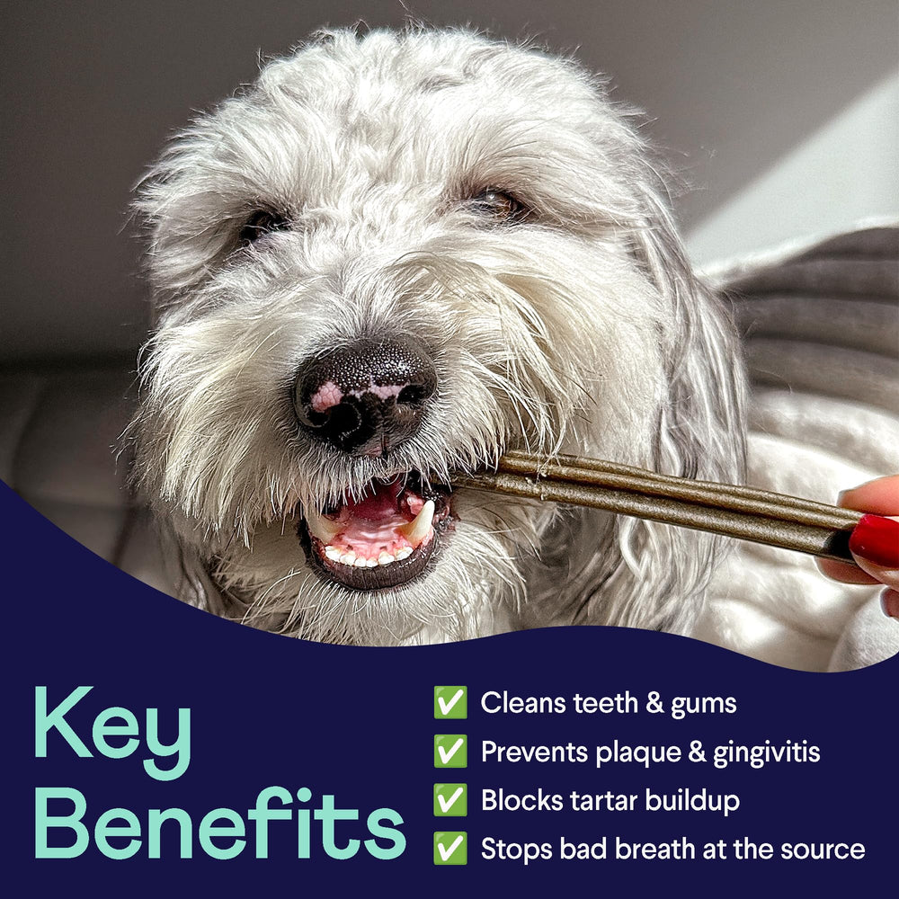 Finn Plaque Patrol dental chews offered to a medium dog during a treat moment