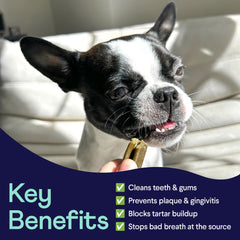 Finn Plaque Patrol dental chews mint freshness delivers a breath-friendly chew session.