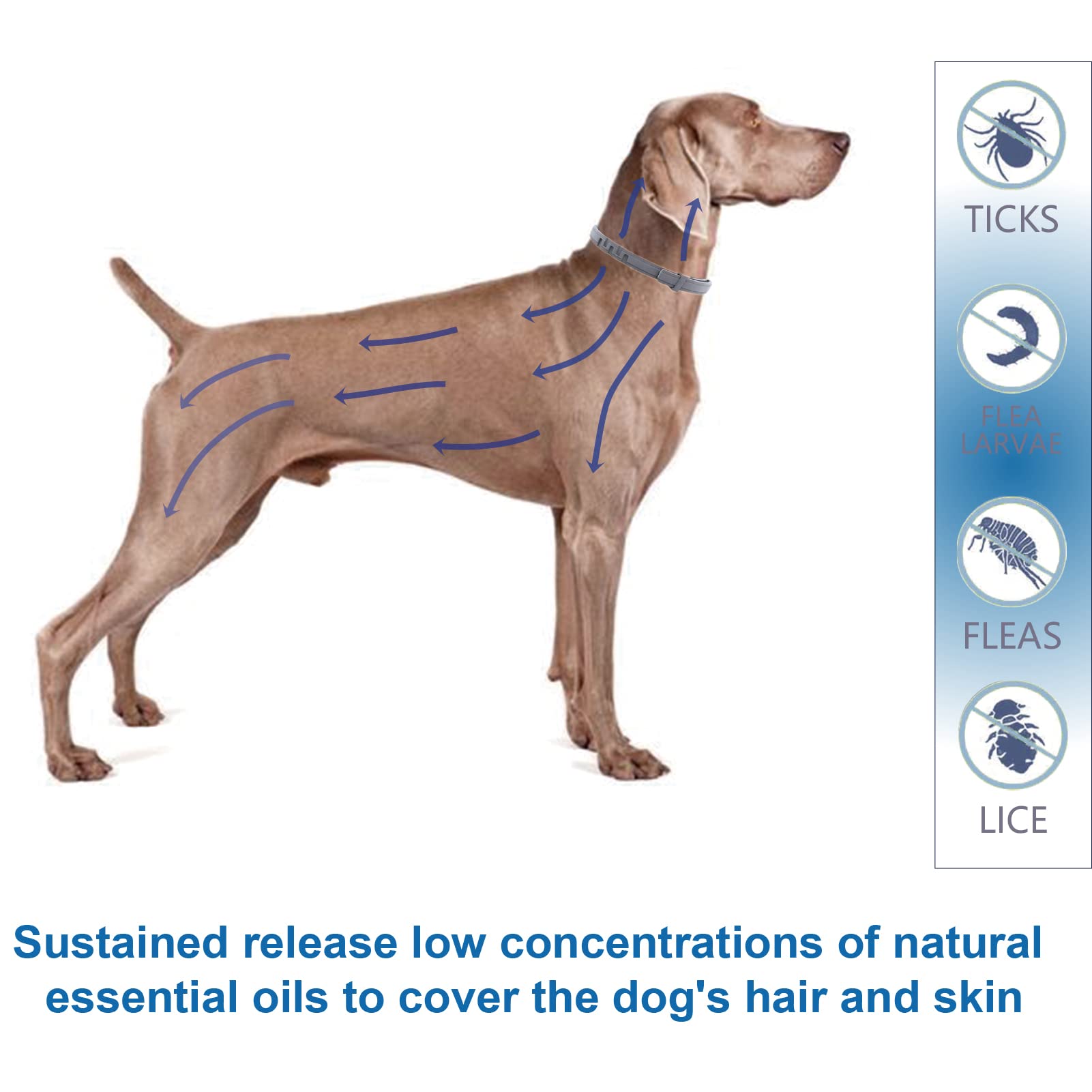FIPUKIN waterproof collar maintaining effectiveness in wet conditions