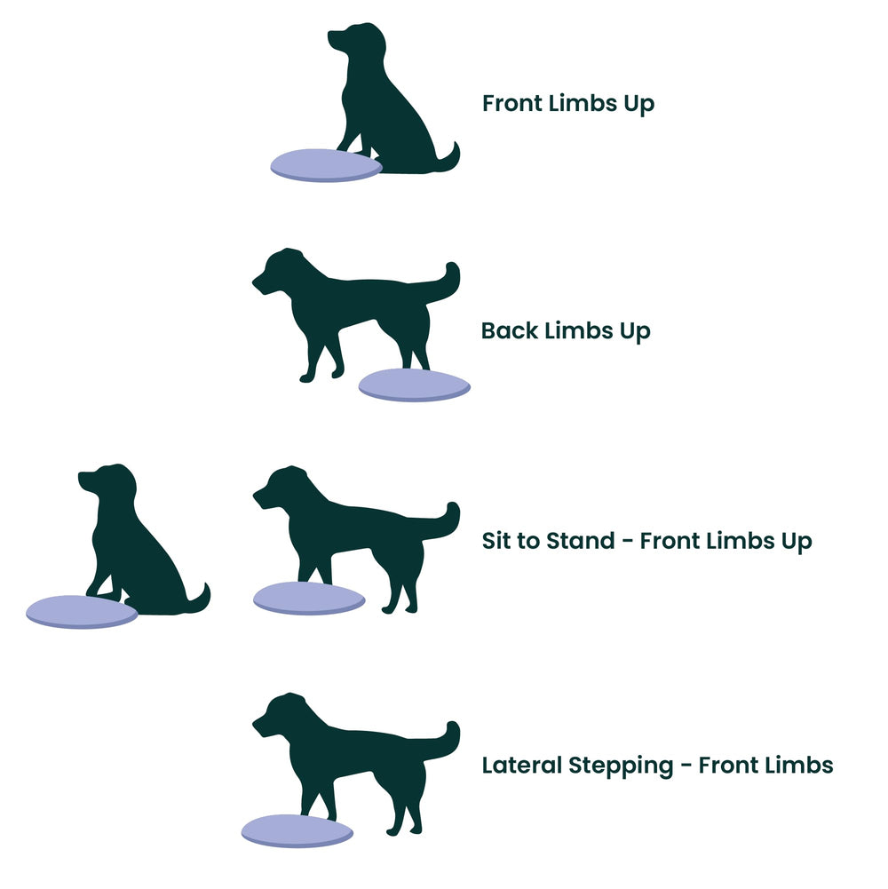 FitPAWS Balance Disc 22-inch blue indoor-use setup on flat surface.