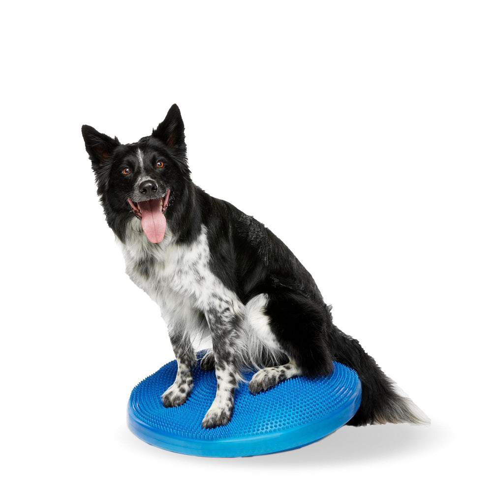 FitPAWS Balance Disc 22-inch blue top view showing the inflatable training platform for dog workouts.