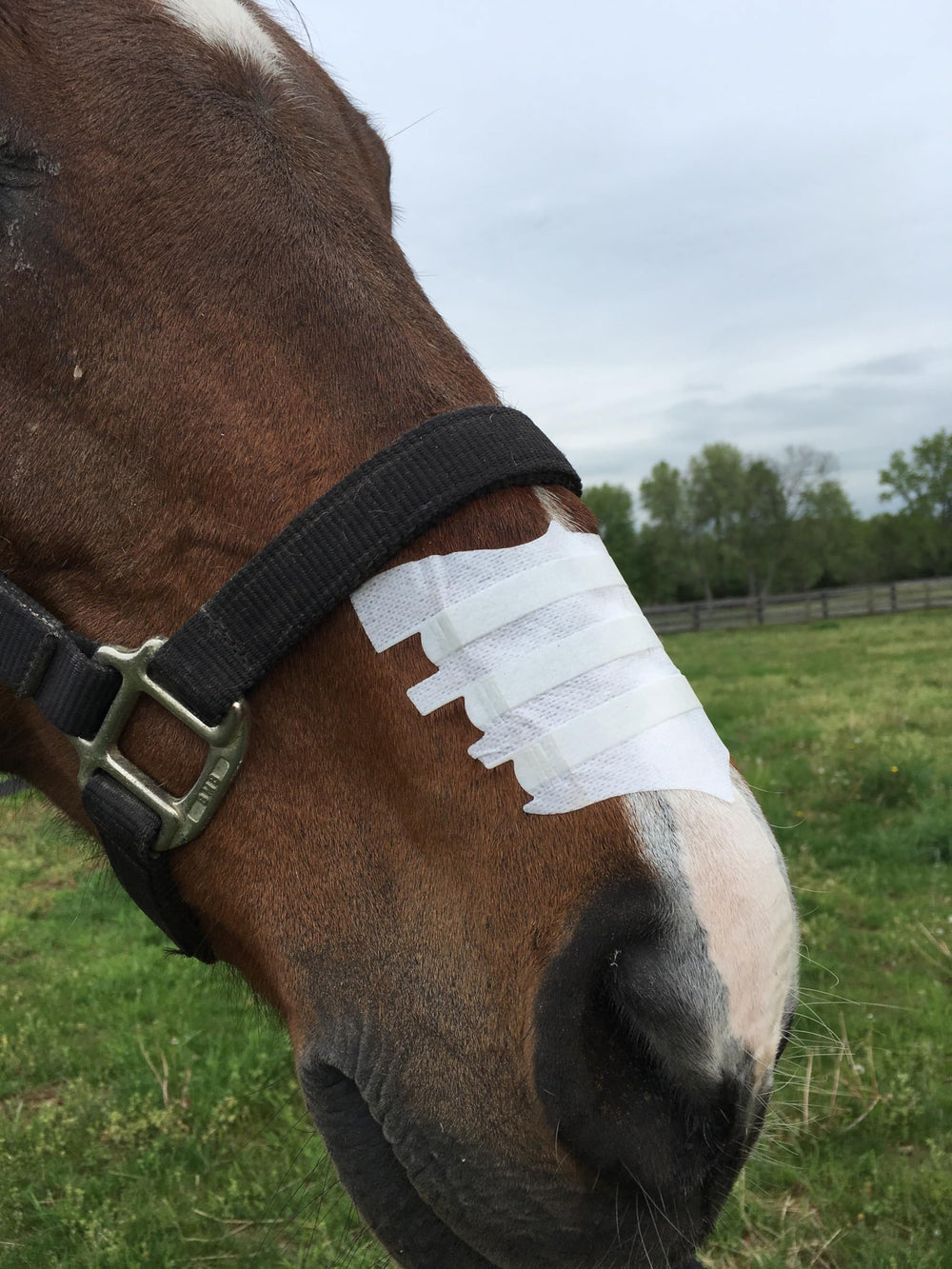 Box with Flair Equine Nasal Strips label and usage guidance for training sessions.