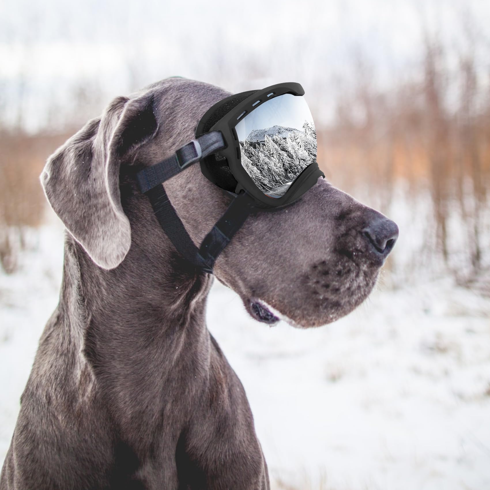 Flantor dog goggles ideal for summer drives and winter snow activities.