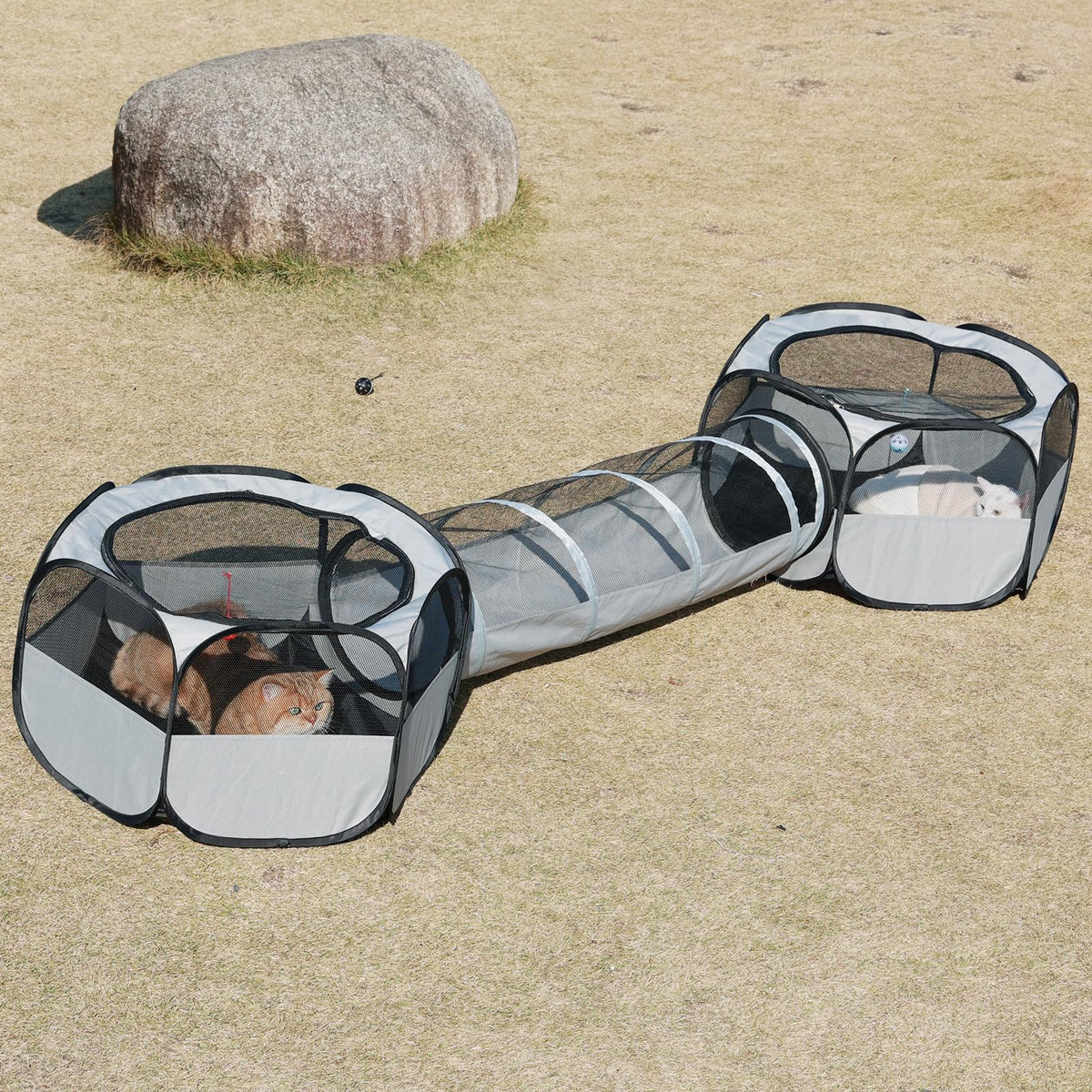 Flashing Fire outdoor cat enclosure fully set up for spacious playtime