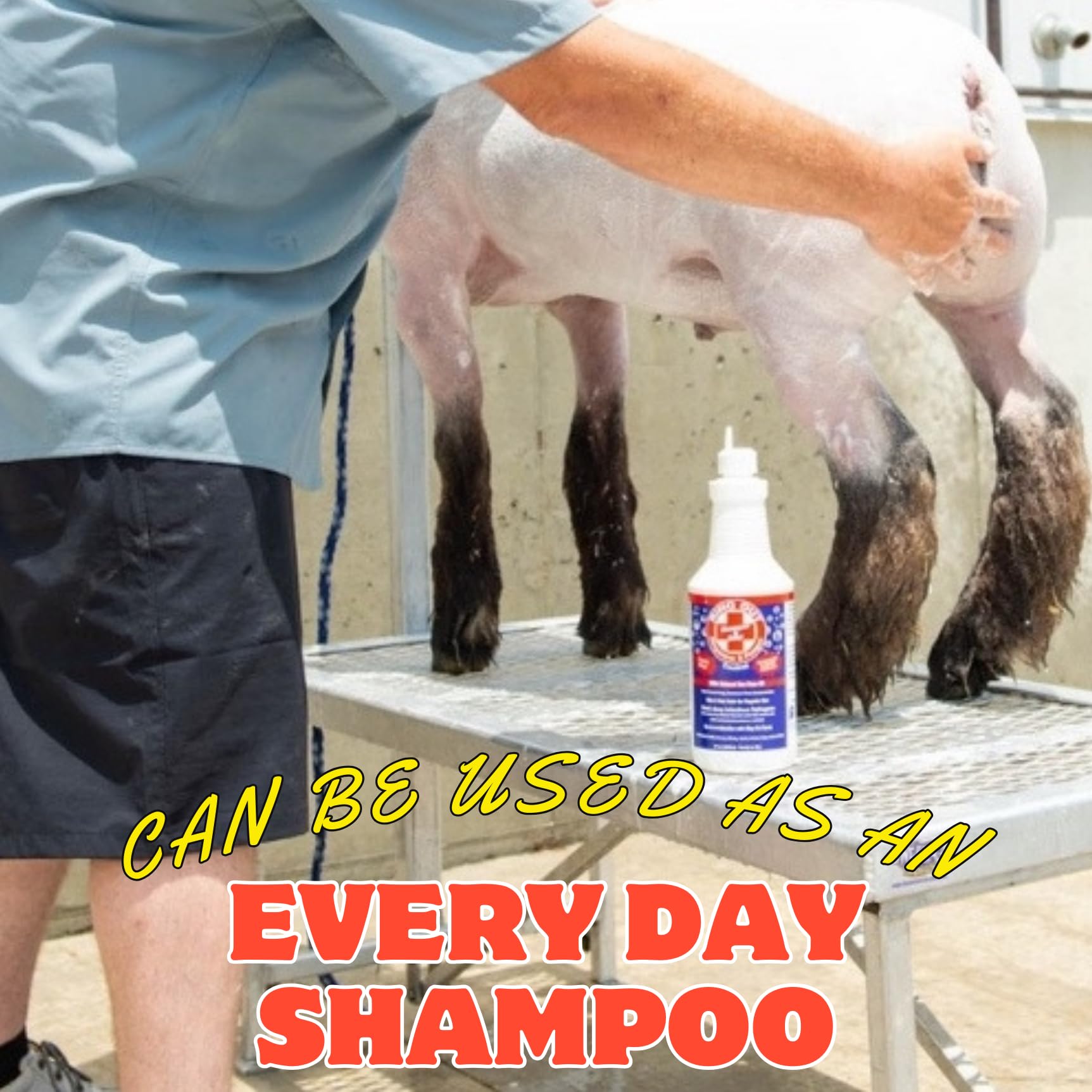 FlexTran Ring Out Shampoo used on a cat for smooth coat.