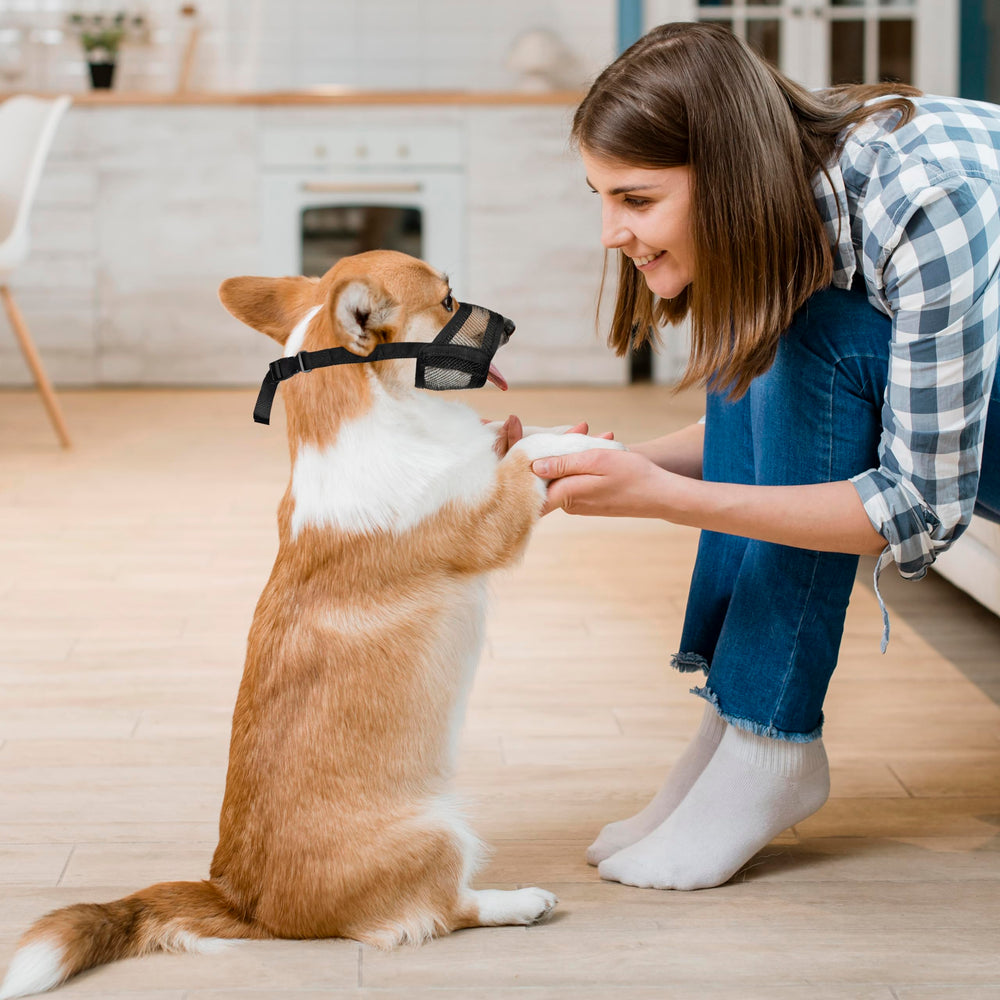 Flintstone muzzle use cases include walks, grooming, and vet visits.
