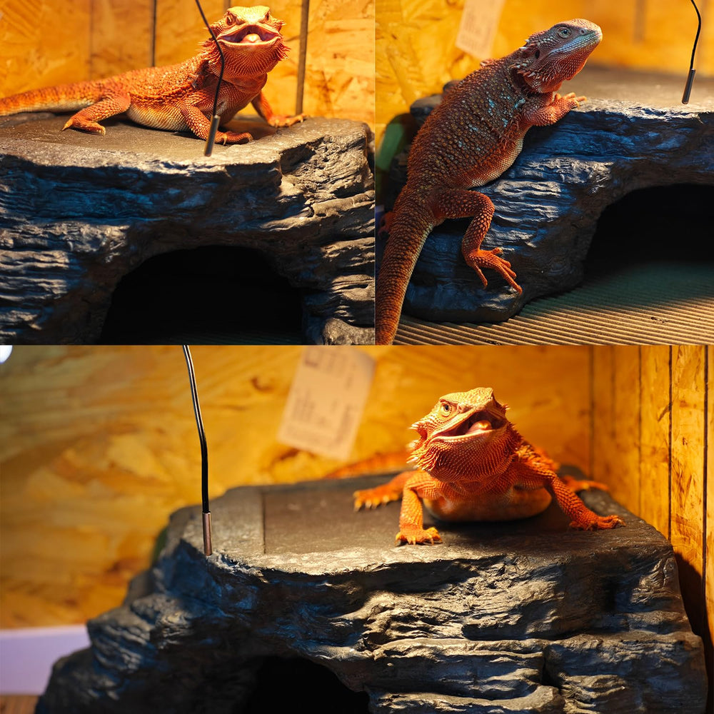 Flitsvuur X-Large bearded dragon platform burrow entrance inviting exploration.