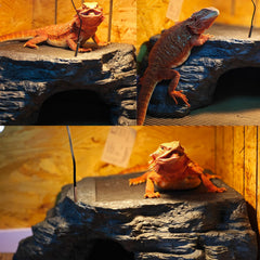 Flitsvuur X-Large bearded dragon platform burrow entrance inviting exploration.