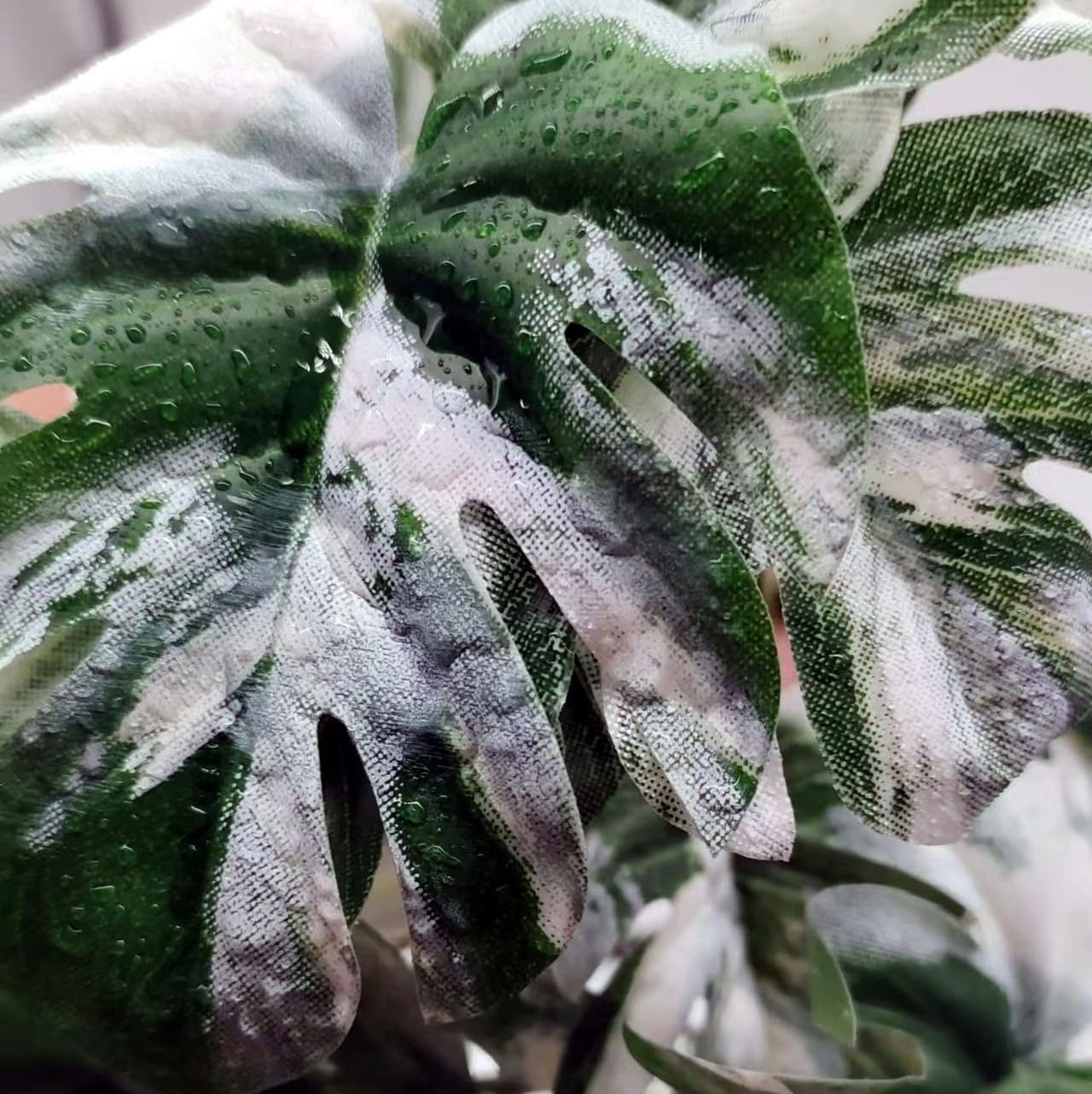 FLmoving reptile plant close-up shows strong suction cup attachment for easy rearrangement.
