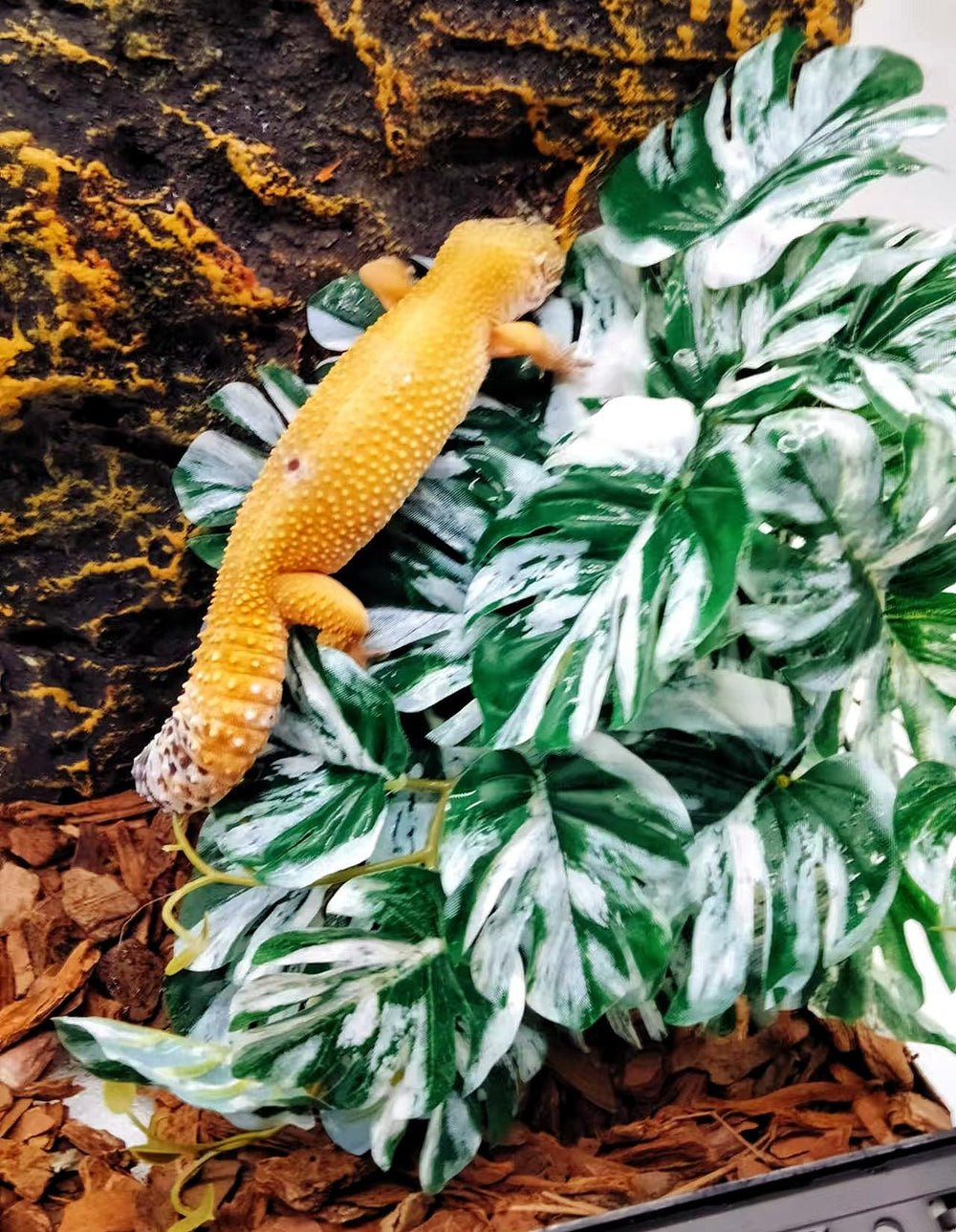FLmoving leaf with water droplets demonstrates moisture-friendly decor in chameleon enclosures.